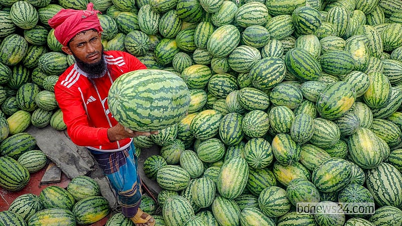 A farmer shows off watermelons brought to the Wiseghat Dock in Old Dhaka from Patuakhali. Photo: Abdullah Al Momin