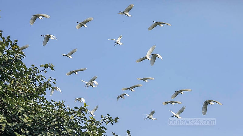 Scenes of white egrets flocking in their natural environment are rare nowadays. Photo: Abdullah Al Momin