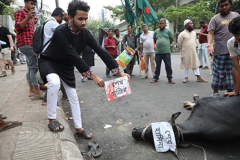 The Private University National Association of Bangladesh slaughters a cow in the name of Bangabandhu Sheikh Mujibur Rahman and Sheikh Hasina in Shahbagh to mark the interim government’s decision to ban the activities of the ousted Awami League on Monday, May 12, 2025. Photo: Mahmud Zaman Ovi