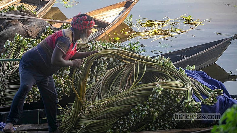 A man is loading bundles of water lilies collected from the Arial Beel onto a truck. Photo: Abdullah Al Momin