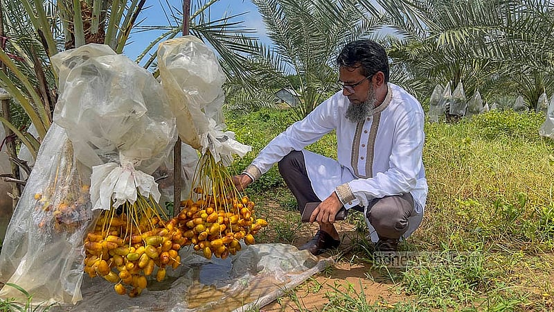 Nur Alam has planted more than 100 date trees in 2019 on 13 acres of hilly land in Khagrachari’s Matiranga. The yield of the most expensive variety - "Amber" - has been good. Photo: Samir Mallik