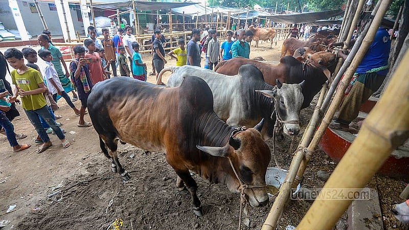 People throng a cow brought to Dhaka's Postogola Shmashan Ghat cattle market on Monday, May 26, 2025. Photo: Abdullah Al Momin