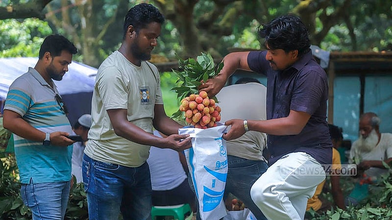 Visitors in Narayanganj's Sonargaon buy lychees from an orchard. Photo: Abdullah Al Momin