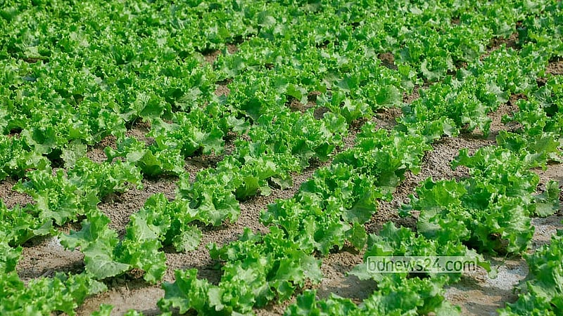 Lettuce is cultivated at the Meitka village in Dhaka’s Savar. It sells for around Tk 200 per kg. Photo: Abdullah al Momin