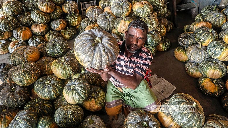 A trader holds a pumpkin at Shyambazar in Old Dhaka. Many farmers bring the pumpkins directly from Munshiganj’s Arial Beel. Photo: Abdullah al Momin