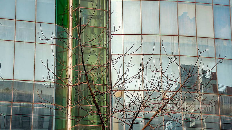 An old tree planted in the road dividers in the Sobhanbag area of Dhaka’s Mirpur Road has died of neglect.