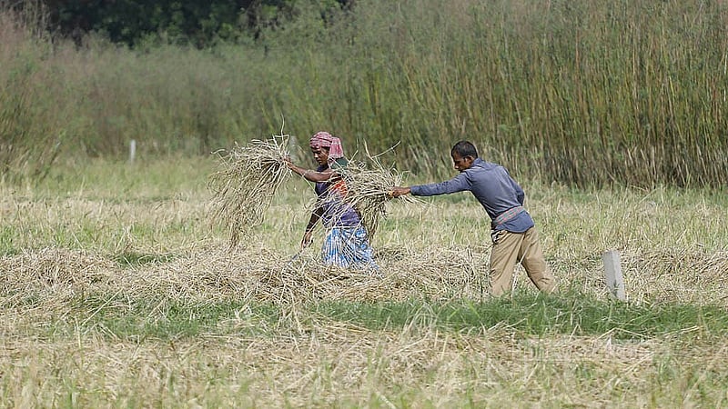 Rain has damaged some of this year’s crop of ripe rice paddy. After harvesting, Aman rice is dried in the fields in different parts of Dhaka’s Keraniganj. Photo: Abdullah Al Momin