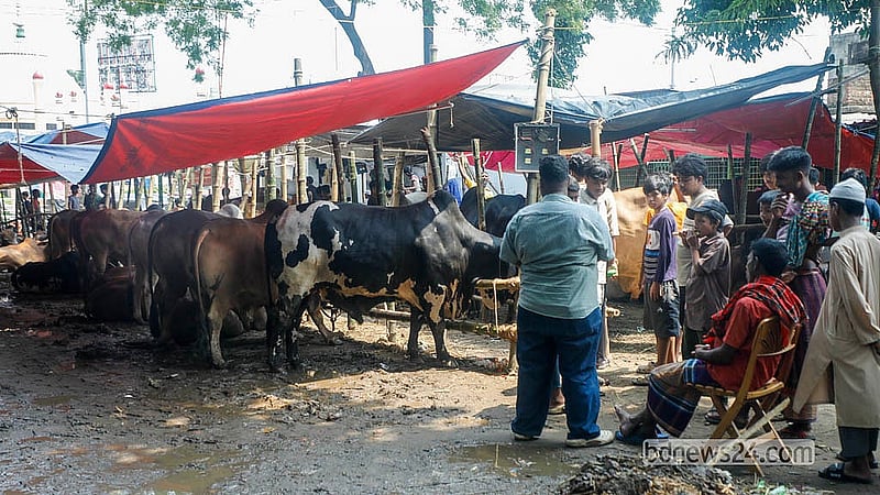 Traders bring sacrificial animals to the Postogola Shmashan Ghaat market before trading begins in full force.  Photo: Abdullah Al Momin
