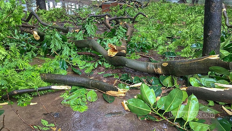 A day of fierce winds and heavy rain brought on by Cyclone Remal saw trees knocked down and uprooted in Dhaka’s Suhrawardy Udyan.
