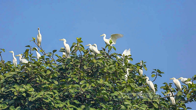 A flock of egrets perches on a tree. Due to deforestation and poachers, this bird has moved further away from human settlements. Photo: Abdullah Al Momin