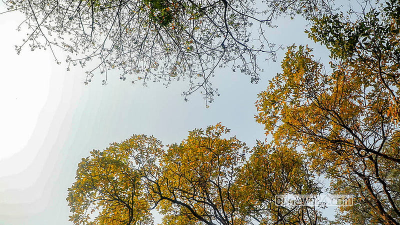 While old leaves have carpeted the ground, fresh green shoots now peek through, signalling the arrival of new life. Photo: Abdullah al Momin