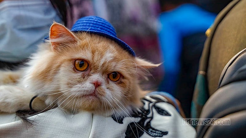 Percy, a Persian cat, arrives wearing a blue hat at the Dhaka University Pet Carnival on Tuesday, Jan 20, 2026.Photo: Mahmud Zaman Ovi