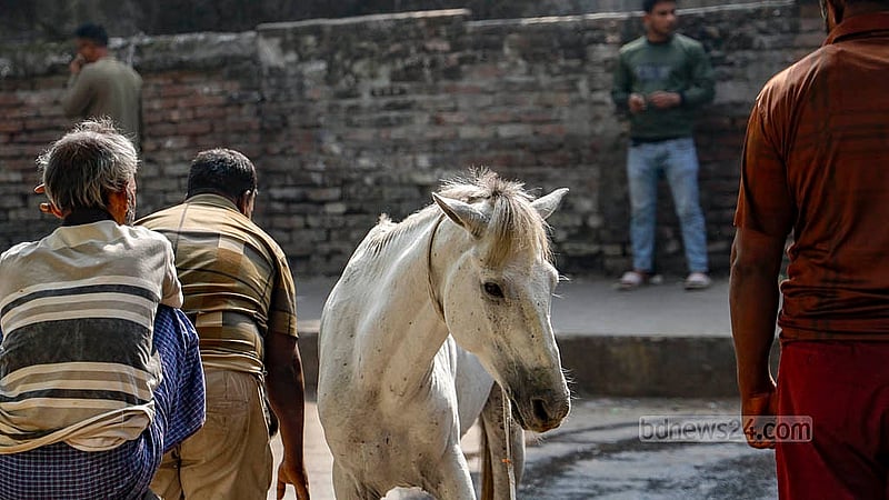 At night, horses are kept under the Jatrabari-Gulistan Flyover near Bangabazar, where they are fed and cared for. Photo: Mahmud Zaman Ovi