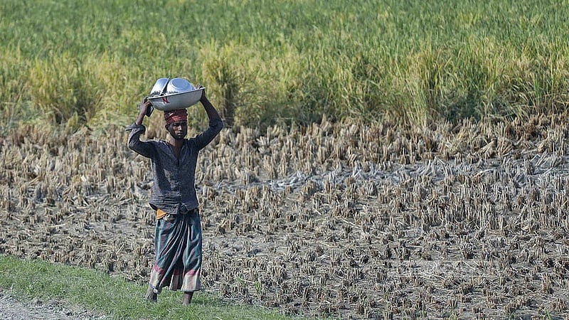 The time to harvest and thresh Aman paddy has come to the Zajira area of Dhaka’s Keraniganj. A man brings lunch to the fields for busy farmers. Photo: Abdullah Al Momin