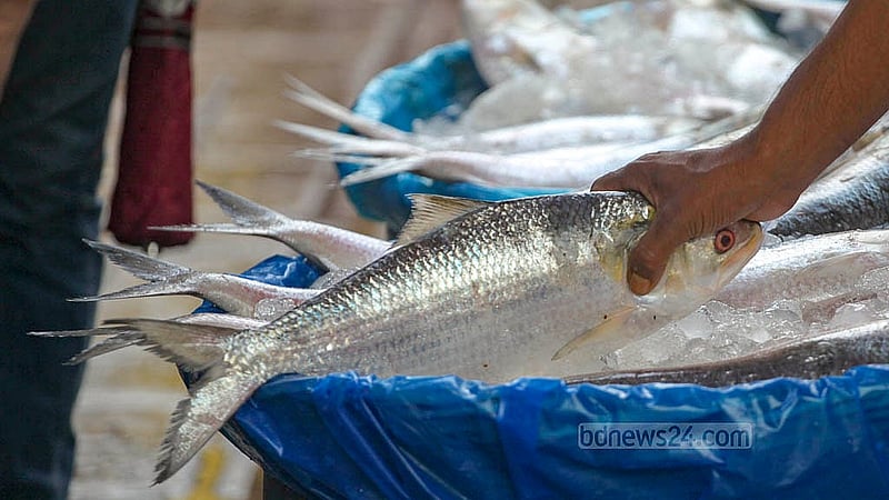 In front of the Karwan Bazar railway gate, hilsa is being sold on the pavement at prices ranging from Tk 500 to Tk 3,000 per kg, depending on size. Photo: Abdullah Al Momin