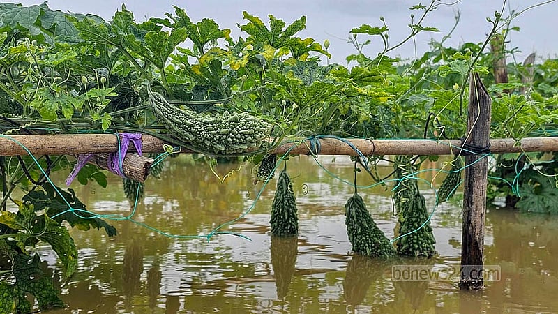 Agricultural land between two embankments in the Amtoli area of Cumilla Sadar Upazila is submerged under water. Photo: Tanvir Dipu