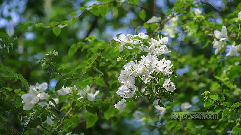 Different summer flowers add to the beauty of the Dhaka University campus. Photo: Abdullah al Momin