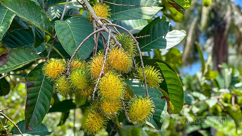 The exotic rambutan fruit is growing in the garden of agricultural entrepreneur Akeipru Chowdhury in Bihar Tila village in Khagrachhari’s Mohalchhari Upazila. The fruit is green when unripe. Photo: Samir Mallick
