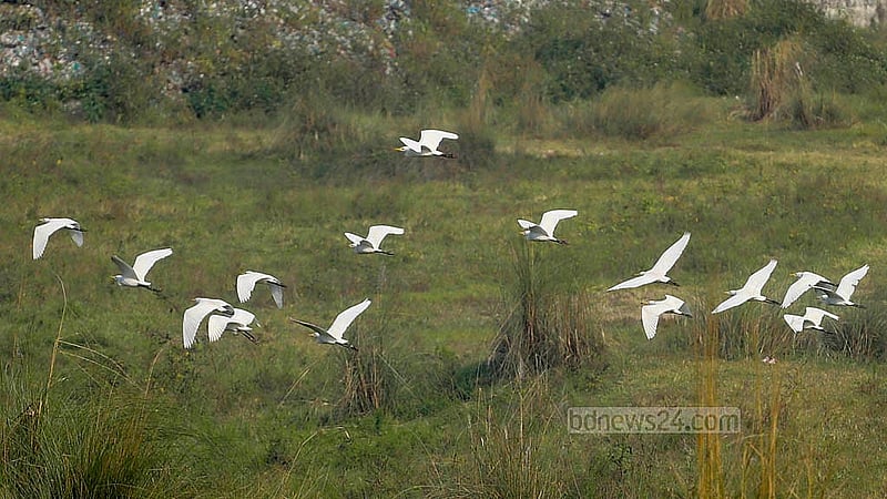 White egrets roam in flocks in search of food in the fields, Haors, rivers or farmland that stretches to the horizon in Dhaka’s South Keraniganj. Photo: Abdullah Al Momin