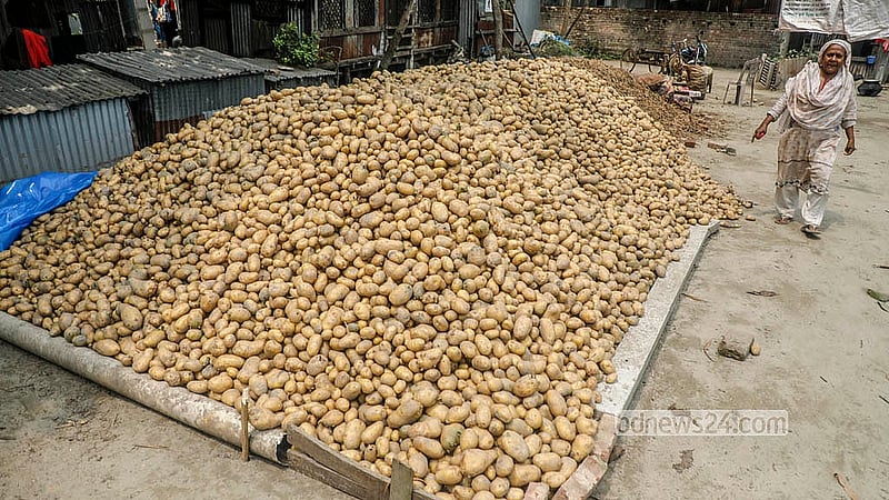 Potatoes are harvested from the fields in the Mashakhola area of Munshiganj’s Sreenagar Upazila and piled up at farmers’ homes. Photo: Abdullah Al Momin