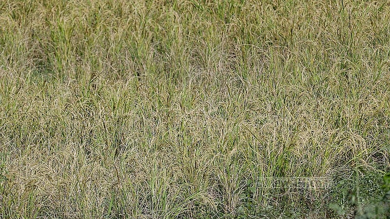 Aman paddy has ripened in the Zajira area of Dhaka’s Keraniganj. Farmers are waiting to harvest the paddy at the right time and take it home. Photo: Abdullah Al Momin