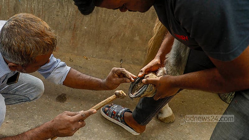 Before the horse-drawn carriage begins its journey from Sadarghat to Gulistan, the horses are fitted with protective horseshoes for their hooves. Photo: Mahmud Zaman Ovi