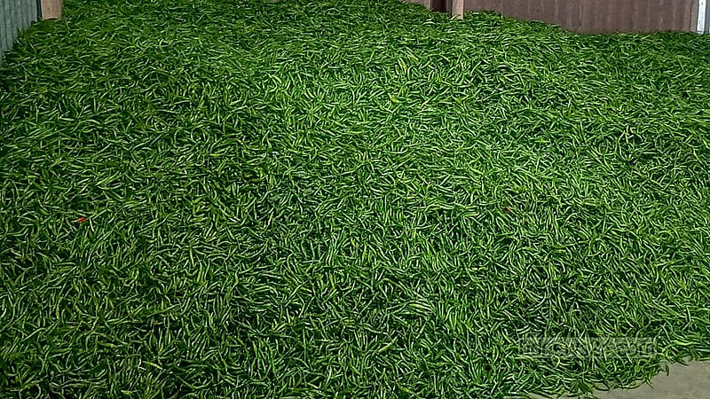 Green chillies are transported to Dhaka and other parts of the country from Harirampur's Jhitka Bazar. Photo: Mahidul Islam Mahi