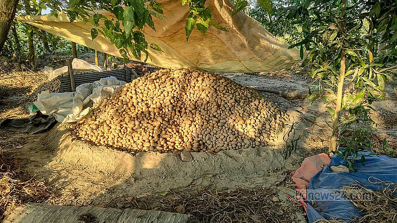 In Mithlama village, farmers are struggling with thousands of maunds of potatoes left out in the open. To shield them from rain, they’ve used makeshift plastic coverings.