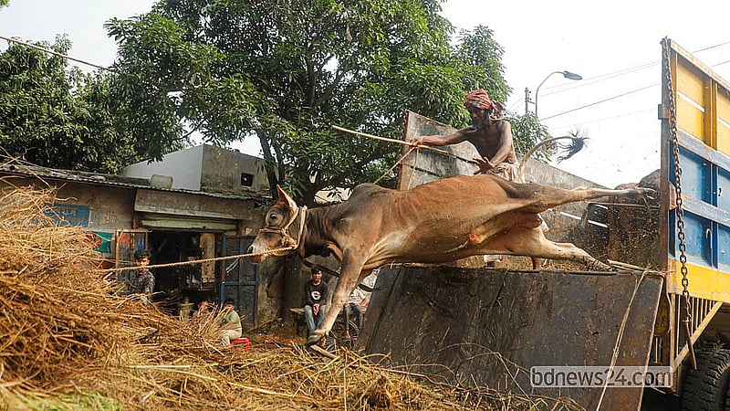 During unloading, several cattle lose balance and fall, highlighting the chaos of early market operations. Photo: Abdullah Al Momin