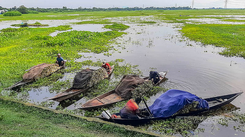 After harvesting water lilies from the Arial Beel, they are covered with wet cloths to prevent them from drying out. Photo: Abdullah Al Momin