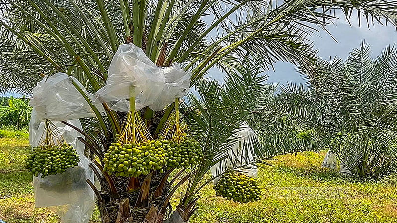 Bunches of date varieties from Arab countries are being farmed in Matiranga, Khagrachhari. Photo: Samir Mallik