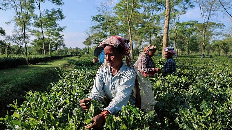 A worker plucks fresh tea leaves at the Chota Tingrai estate in Tinsukia, Assam, India, Jul 23, 2025. REUTERS