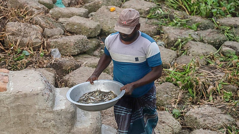 Fish caught in the Meghna River is brought to Baidyer Bazar in Sonargaon. Photo: Abdullah Al Momin