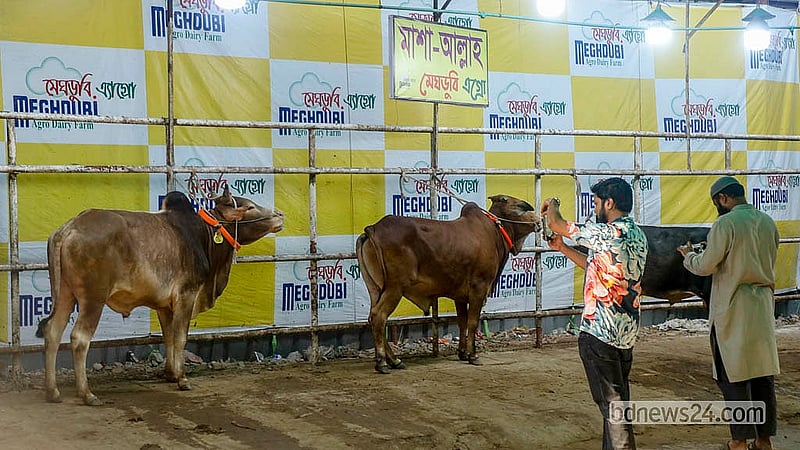 Farms in Mohammadpur’s Bosila have designated spaces for displaying sacrificial animals to buyers. Animals are brought out from inside the farms when customers arrive. Photo: Abdullah Al Momin