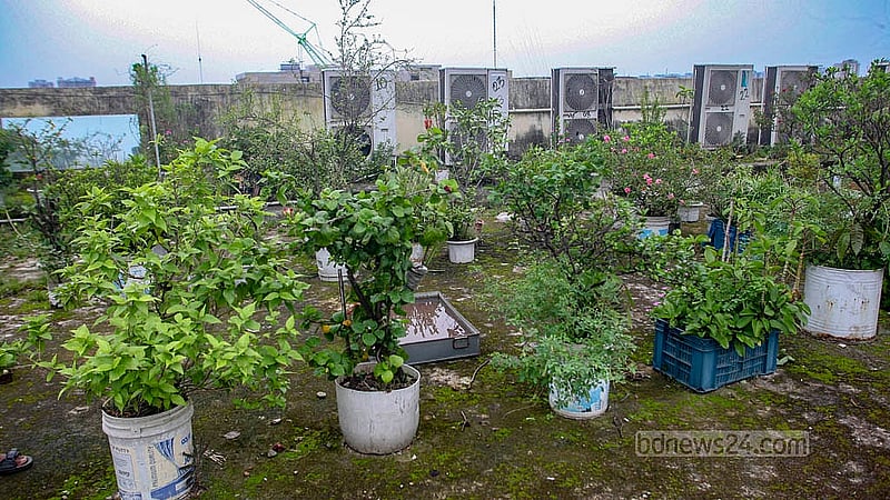 Local and foreign varieties of flowers and fruit trees occupy the rooftop of Building No. 1 at Bangladesh Medical University in Dhaka. Credit: Abdullah Al Momin