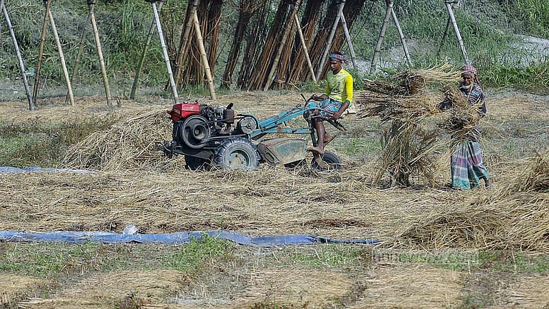 Farmers threshing Aman rice in different parts of Dhaka’s Keraniganj. This photo was taken in the Ghoshkanda area. Photo: Abdullah Al Momin