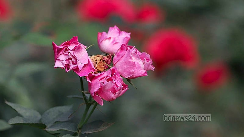 The gardens of Ramna Park have 10 different varieties of roses in different shades. Photo taken on Tuesday, Jan 21, 2025. Photo: Abdullah al Momin