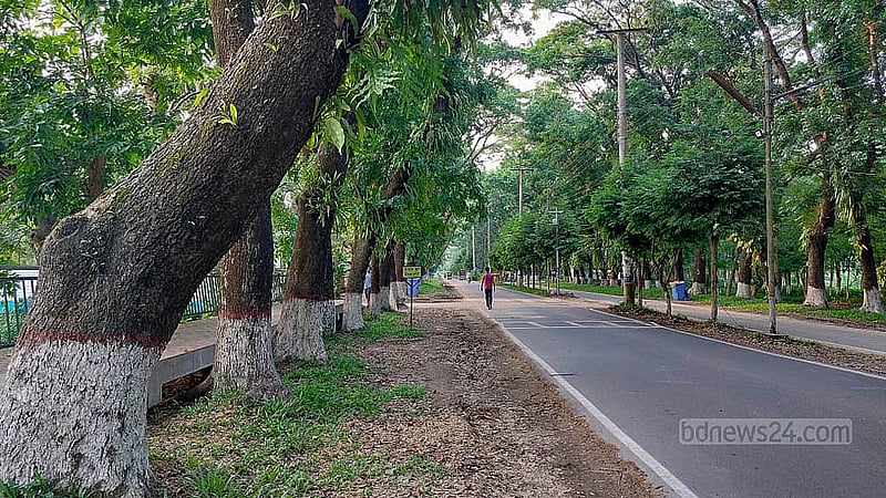 According to Shahjalal University authorities, the trees on the 'Kiloroad' were planted during the time of former Vice-Chancellor Sadruddin Ahmed Chowdhury (1991-92).