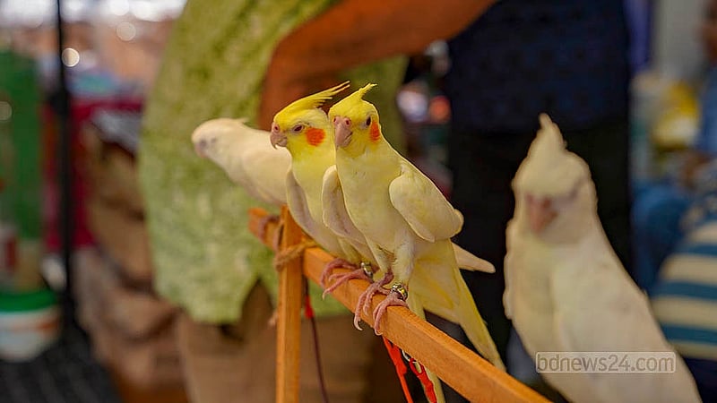 Pairs of cockatiels are being sold at the Mirpur bird market at Tk 4,000 to Tk 4,500.  Photo: Tanjinur Rahman Bhuiyan
