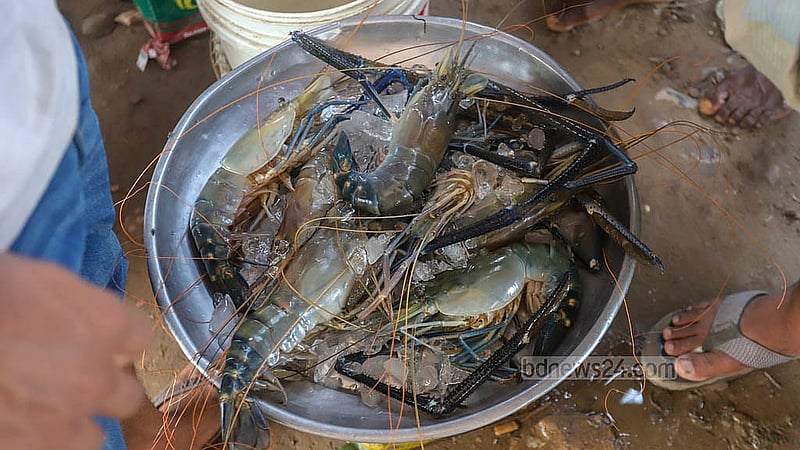 The price of large shrimp from the Meghna River can reach up to Tk 1,500 per kg at Baidyer Bazar in Narayanganj’s Sonargaon. Photo: Abdullah Al Momin