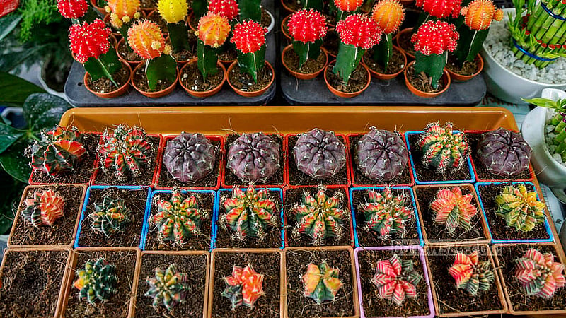 Cacti prices at the National Tree Fair vary, starting from Tk 150 and reaching into the thousands. Photo: Mahmud Zaman Ovi