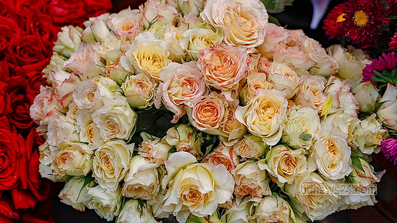 Roses remain the most sought-after flower at Shahbagh. On Friday, Feb 13, 2026, each red rose sold for Tk 40–50, compared with the usual Tk 15–20 on ordinary days. Photo: Mahmud Zaman Ovi