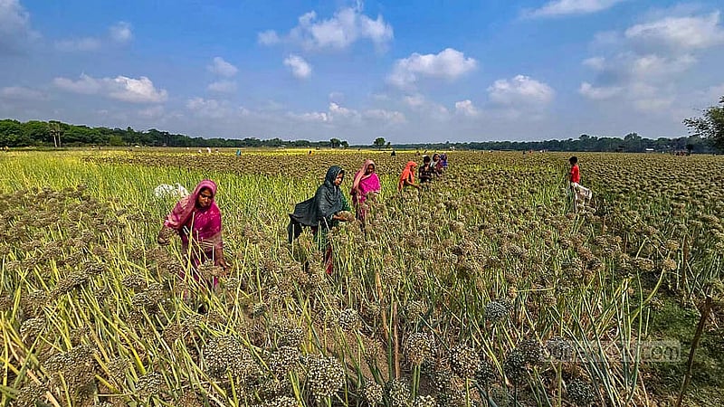 Women are collecting seeds from onion fields in Faridpur. Photo: Sheikh Mofijur Rahman Shipon