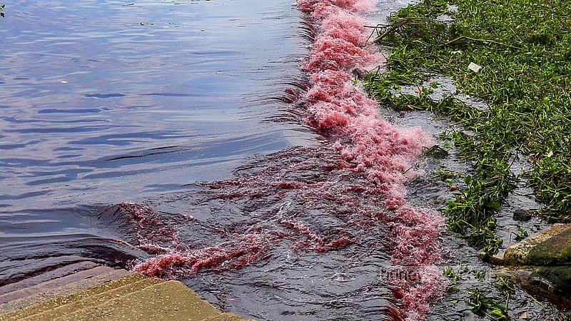 The water in the Buriganga River changes colour due to the waste from the dyeing factory in Dhaka’s Shyampur. Photo: Abdullah Al Momin.