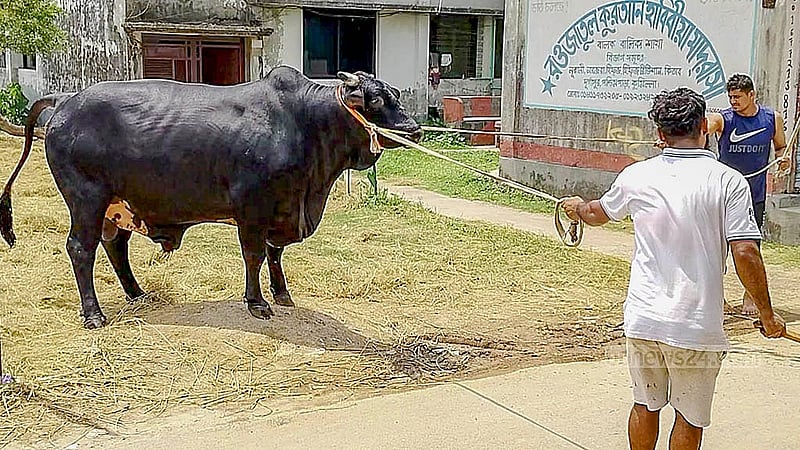 The biggest cow at Sunny Agro Farm in Cumilla Sadar Upazila’s Durgapur is named “Yubraj”. The cow, weighing about 1200kg, could be sold for as much as Tk 1.5 million. The farm owner says he will not charge any prospective buyers for the delivery. Photo: Tanvir Dipu