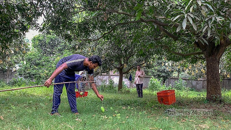 This year, mangoes have been cultivated on 19,603 hectares of land in Rajshahi this year, according to Salma Akter, deputy director of the Department of Agricultural Extension. The production target has been set at 260,006 metric tonnes.