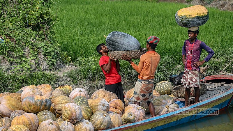 Ripe pumpkins from Arial Beel are being collected on a boat. Photo: Abdullah Al Momin