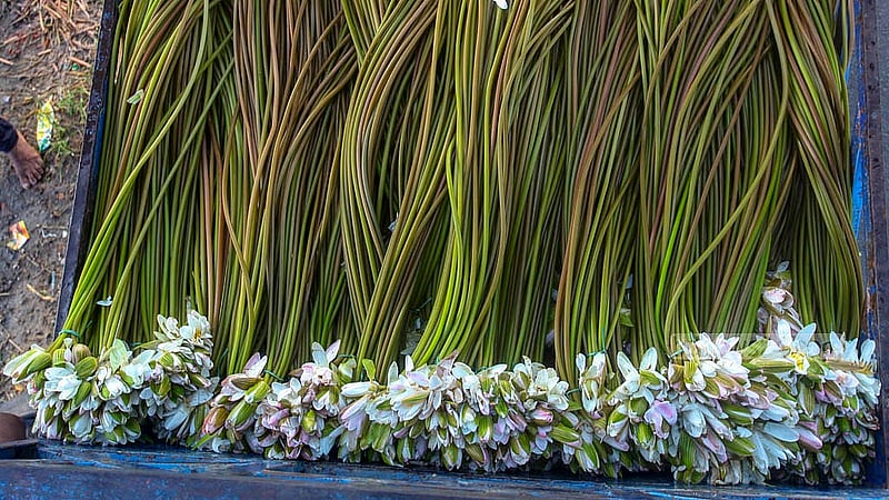A bundle of white water lilies from the Arial Beel is sold at a wholesale price of Tk 7-8. Photo: Abdullah Al Momin