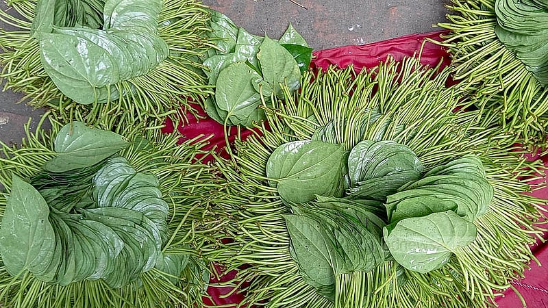 This year’s heavy rains produced an abundant yield of betel leaves. Even so, growers are discouraged by the low market rates. In Jadupar, a pon of large leaves sells for Tk 30, medium leaves for Tk 15, and small ones for only Tk 5 Photo: Abul Hayat Shahin