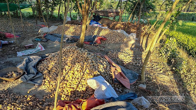 A mound of potatoes fills a farmer’s front yard in Mithlama. Expecting prices to rise, they’ve turned to local storage methods to save their crop.